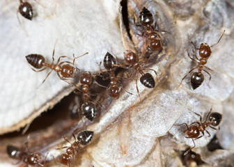 ants eat fish. close