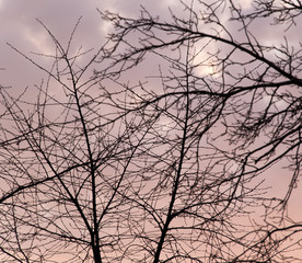 bare branches of a tree at sunset