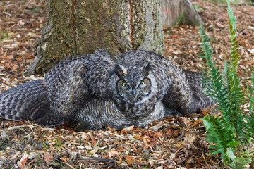 Great Horned Owl