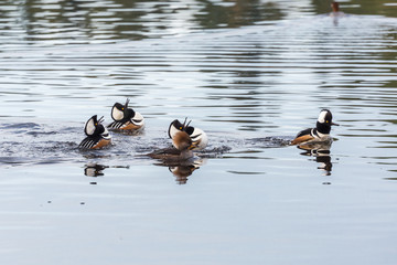 .Hooded Merganser