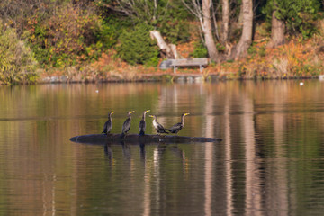 double-crested cormorant