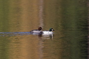  Common Goldeneye