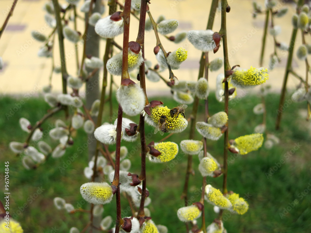 Wall mural honey bees on a tree branch