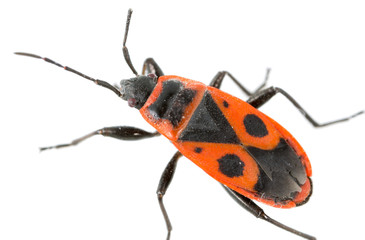 Red beetle on a white background. super macro