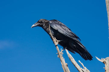Raven on Blue Sky Background