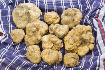 Many white truffles from Piedmont on cloth