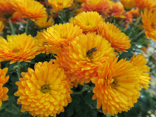 Honey bee on orange flower