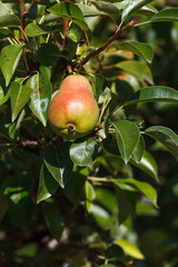 ripe pear