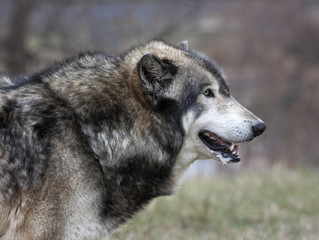 Wolf Head and Shoulders Profile