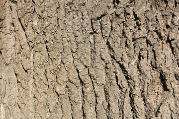 bark tree background
