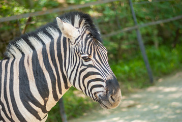 Outdoor portrait of cute zebra