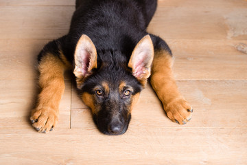 cute puppy dog german shepherd lying down on wooden floor