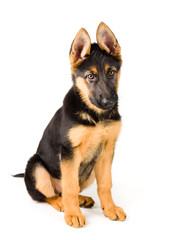 Cute puppy german shepherd dog sitting on white background