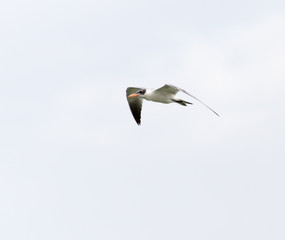 seagull in flight in the sky