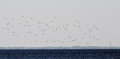 seagulls at feeding time on a choppy bay