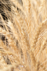 wheat ears as background