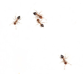 ants on a white wall. close
