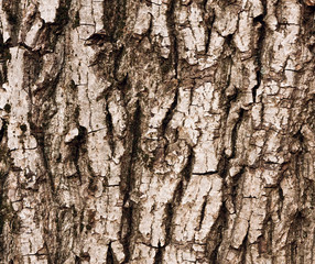 tree bark texture