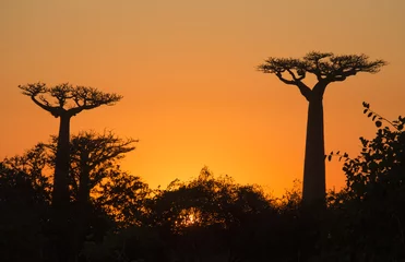 Photo sur Plexiglas Baobab Avenue des baobabs au coucher du soleil. Vue générale. Madagascar. Une excellente illustration.