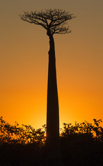 Baobab à l& 39 aube. Madagascar. Une excellente illustration.