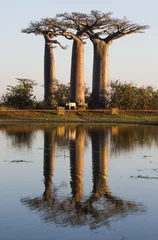 Crédence de cuisine en verre imprimé Baobab Baobabs au lever du soleil près de l& 39 eau avec reflet. Madagascar. Une excellente illustration