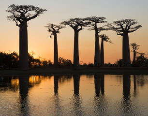 Baobabs at sunrise near the water with reflection. Madagascar. An excellent illustration