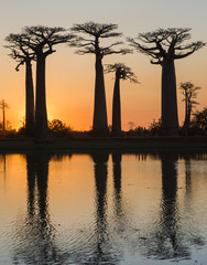 Baobabs at sunrise near the water with reflection. Madagascar. An excellent illustration