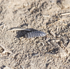 woodlouse beetle in nature. macro