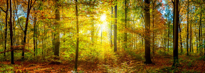 Fototapeta na wymiar Wald Panorama im Herbst mit Sonnenstrahlen 