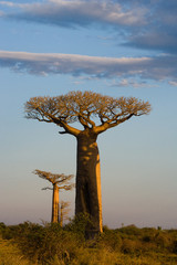 Lone Baobab on the sky background. Madagascar. An excellent illustration
