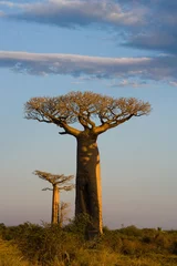Poster Baobab Lone Baobab on the sky background. Madagascar. An excellent illustration