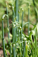 Onion flower on a background of foliage