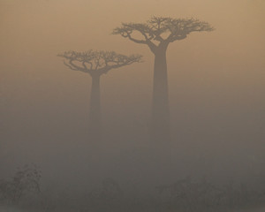 Avenue of baobabs at dawn in the mist. General view. Madagascar. An excellent illustration.