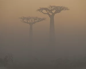 Store enrouleur tamisant Baobab Avenue des baobabs à l& 39 aube dans la brume. Vue générale. Madagascar. Une excellente illustration.