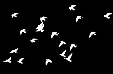 silhouette of a flock of birds on a black background
