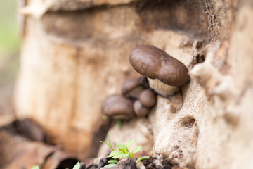 oyster mushrooms in nature