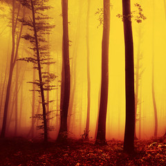 Magic fire red saturated autumn season foggy forest background. Over saturated yellow red forest trees background.