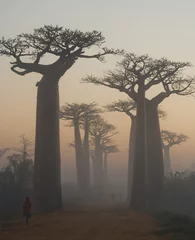 Fotobehang Baobab Avenue van baobabs bij zonsopgang in de mist. Algemeen beeld. Madagascar. Een uitstekende illustratie.