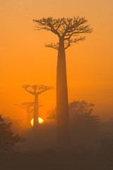 Allee von Baobabs im Morgengrauen im Nebel. Gesamtansicht. Madagaskar. Eine hervorragende Illustration.