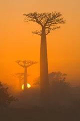 Deurstickers Baobab Avenue van baobabs bij zonsopgang in de mist. Algemeen beeld. Madagascar. Een uitstekende illustratie.