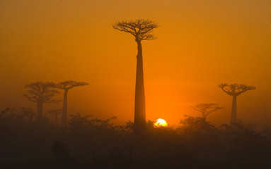 Avenue van baobabs bij zonsopgang in de mist. Algemeen beeld. Madagascar. Een uitstekende illustratie.