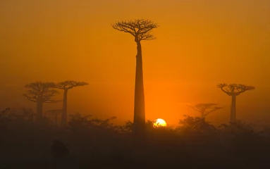 Fotobehang Baobab Avenue van baobabs bij zonsopgang in de mist. Algemeen beeld. Madagascar. Een uitstekende illustratie.