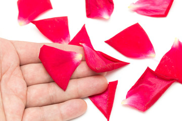 red rose petals in hand on a white background