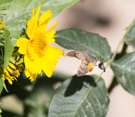 Sphingidae, known as bee Hawk-moth, enjoying the nectar of a yellow flower. Hummingbird moth. Calibri moth.