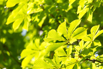 Fototapeta na wymiar leaves on the tree as a background