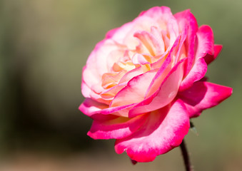 Light red rose with buds on a background of a green bush