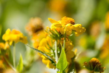 yellow flowers in nature