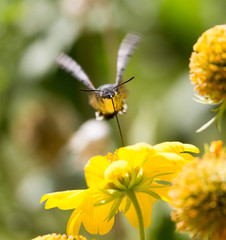 Sphingidae, known as bee Hawk-moth, enjoying the nectar of a yellow flower. Hummingbird moth. Calibri moth.