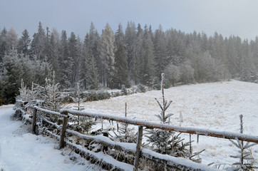 Winter trees in Gorce mountains, Poland