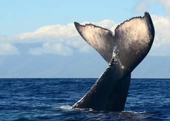 Humpback Whale Tail Wave in Maui